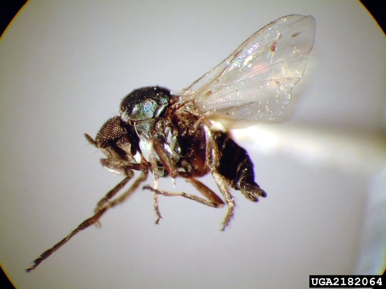 A closeup of a black fly (Family Simuliidae), which are tiny (2 to 5 mm), dark-colored (black, gray, or brown), and have a distinct humpbacked thorax resembling a buffalo.