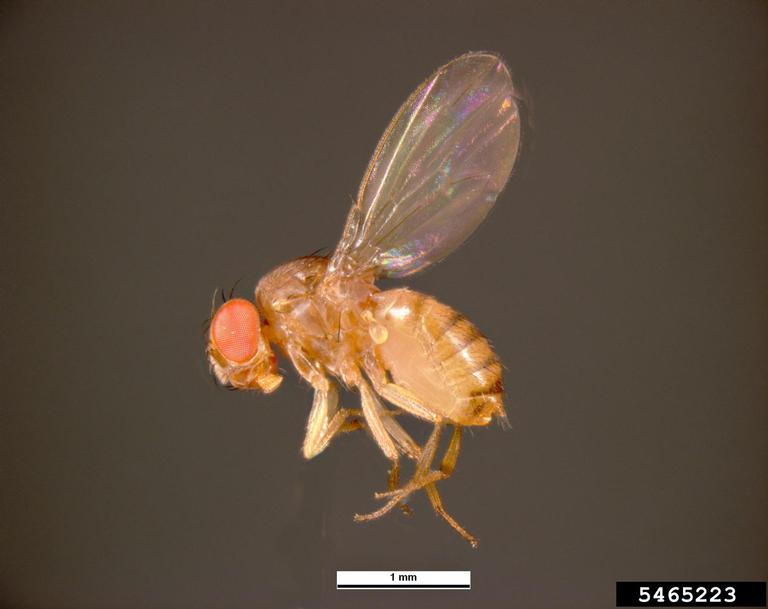 A closeup of a common fruit fly (Drosophila melanogaster) features a yellow-brown body with prominent red compound eyes and black rings spanning the abdomen.