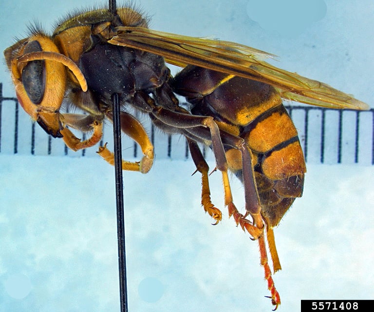 Yellow-legged hornet adults are about 2 cm long with a narrow cinched waist, yellow color on the bottom half of the legs and a strong yellow stripe on the fourth abdominal segment.