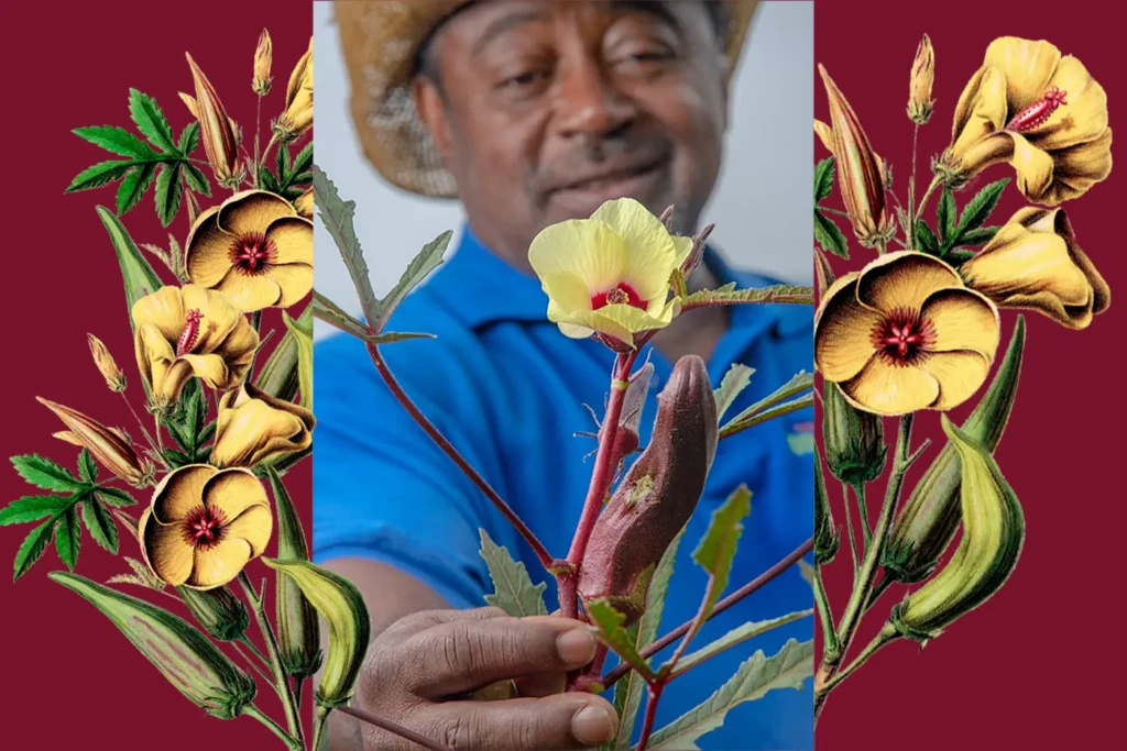 Bobby Wilson gazes at a blooming okra plant with two pods
