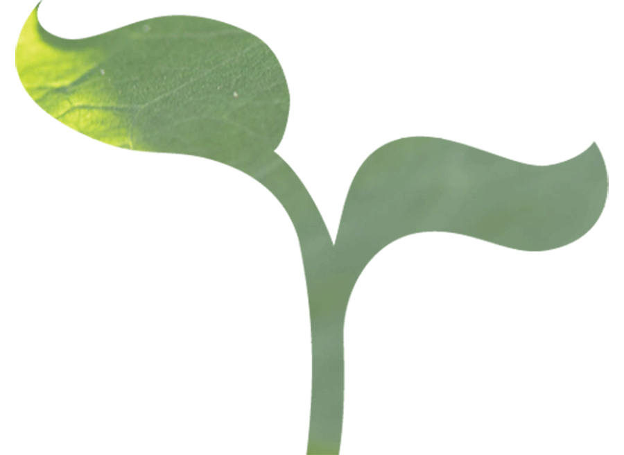 illustrated leaf