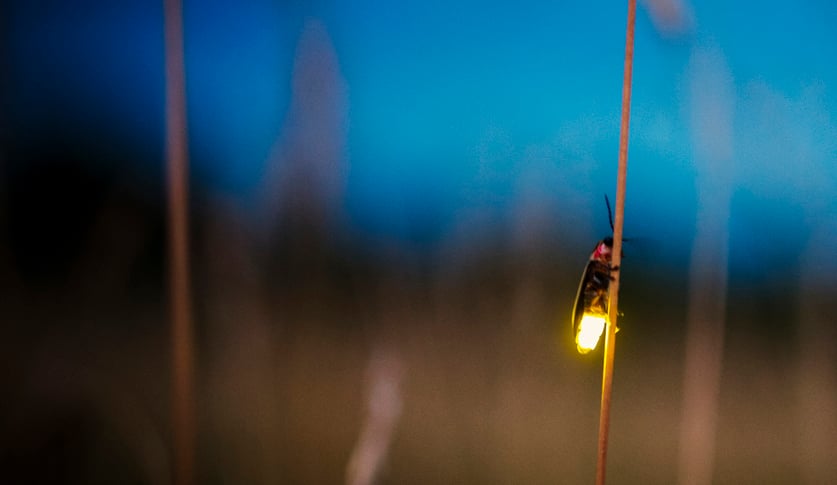 Firefly blurred flying at dusk while lighting up