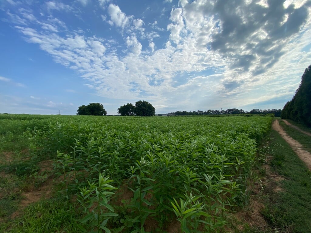 A field of sun hemp stretches out in the distance with some trees in the background and a dirt road framing the right side of the image.