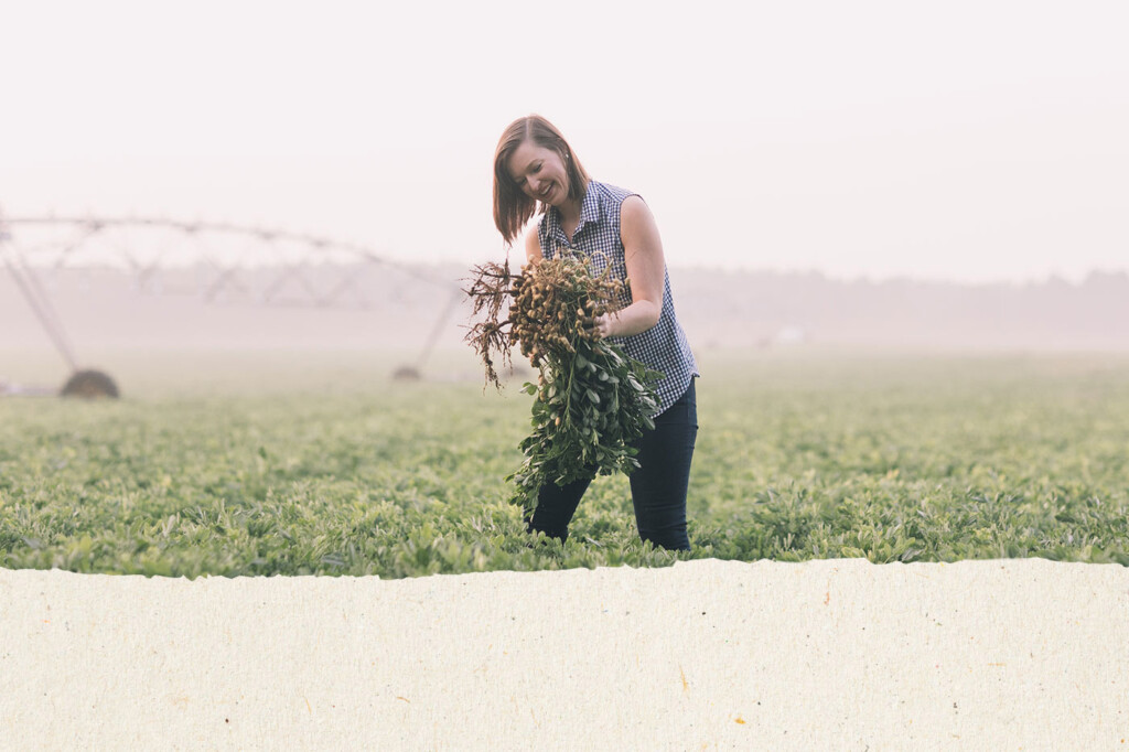 Casey Kerr picks a peanut plant in a field