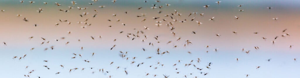 A swarm of mosquitoes