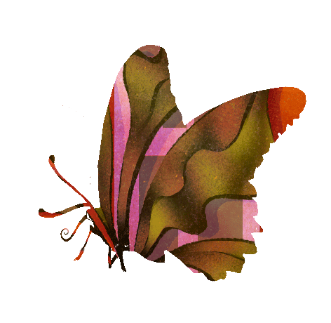 Illustration of a butterfly