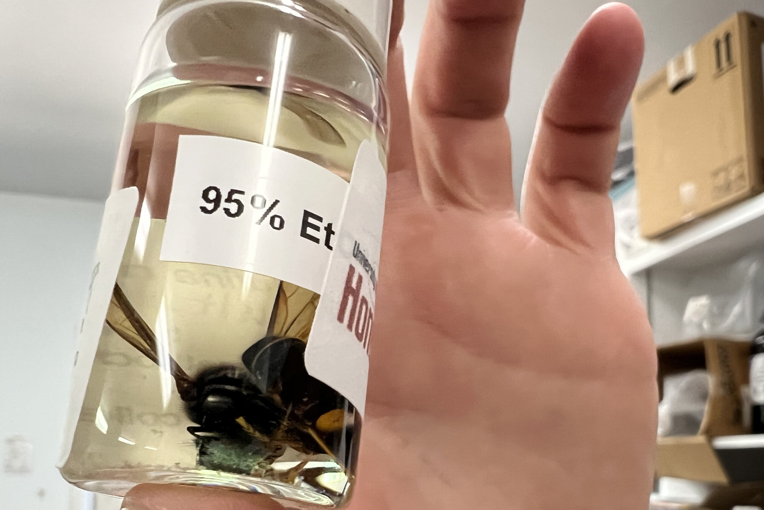 A hand holds a small jar containing a yellow-legged hornet preserved in alcohol.