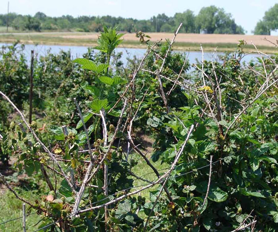 blackberry canes affected by cane blight show dieback