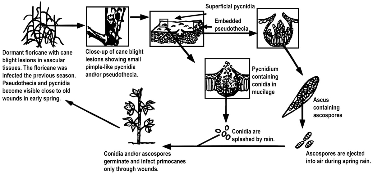 disease cycle of the cane blight organism as described in the accompanying text