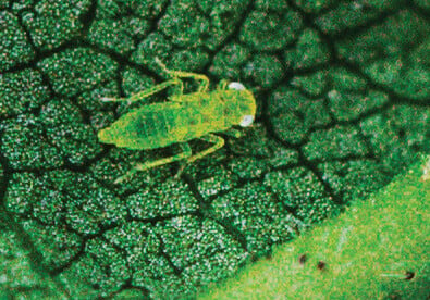 A tiny green leafhopper clings to the underside of a leaf