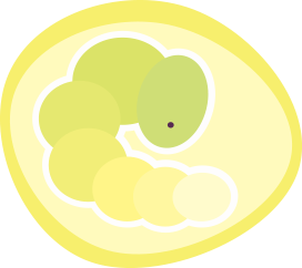 illustration of a developing firefly egg, which looks like a greenish caterpillar