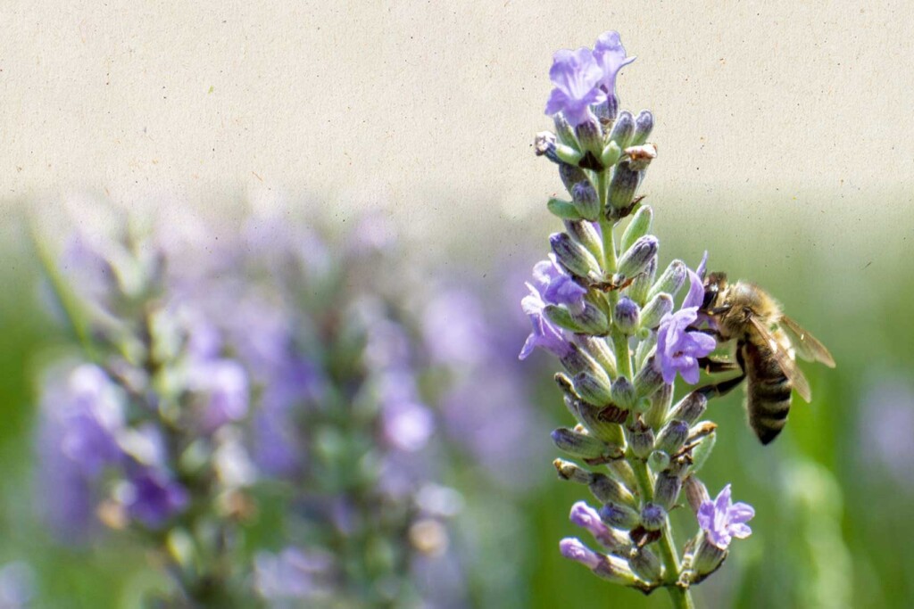 A bee clings to a lavender stalk