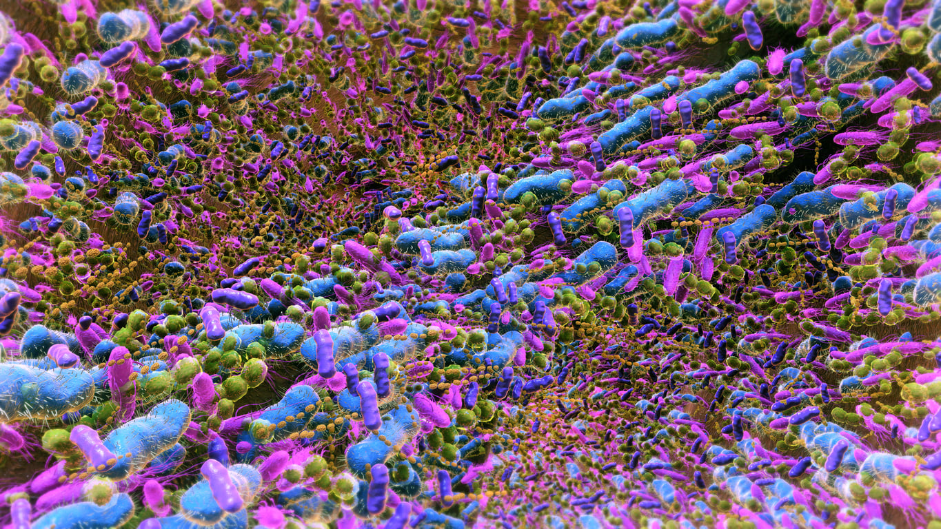 A colorized depiction of various bacteria in the human gut.