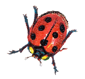 ladybug illustration