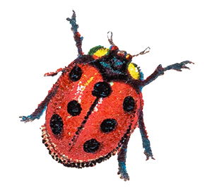 illustration of a ladybug