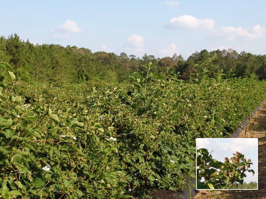 blackberry plants that have been pinch-pruned look healthy and full. Inset photo shows a closeup of berries.