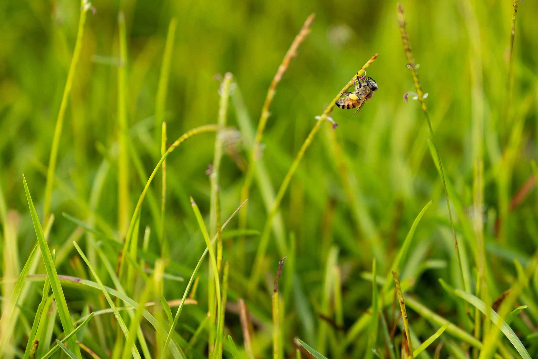 Close up of a bee on a blade of grass