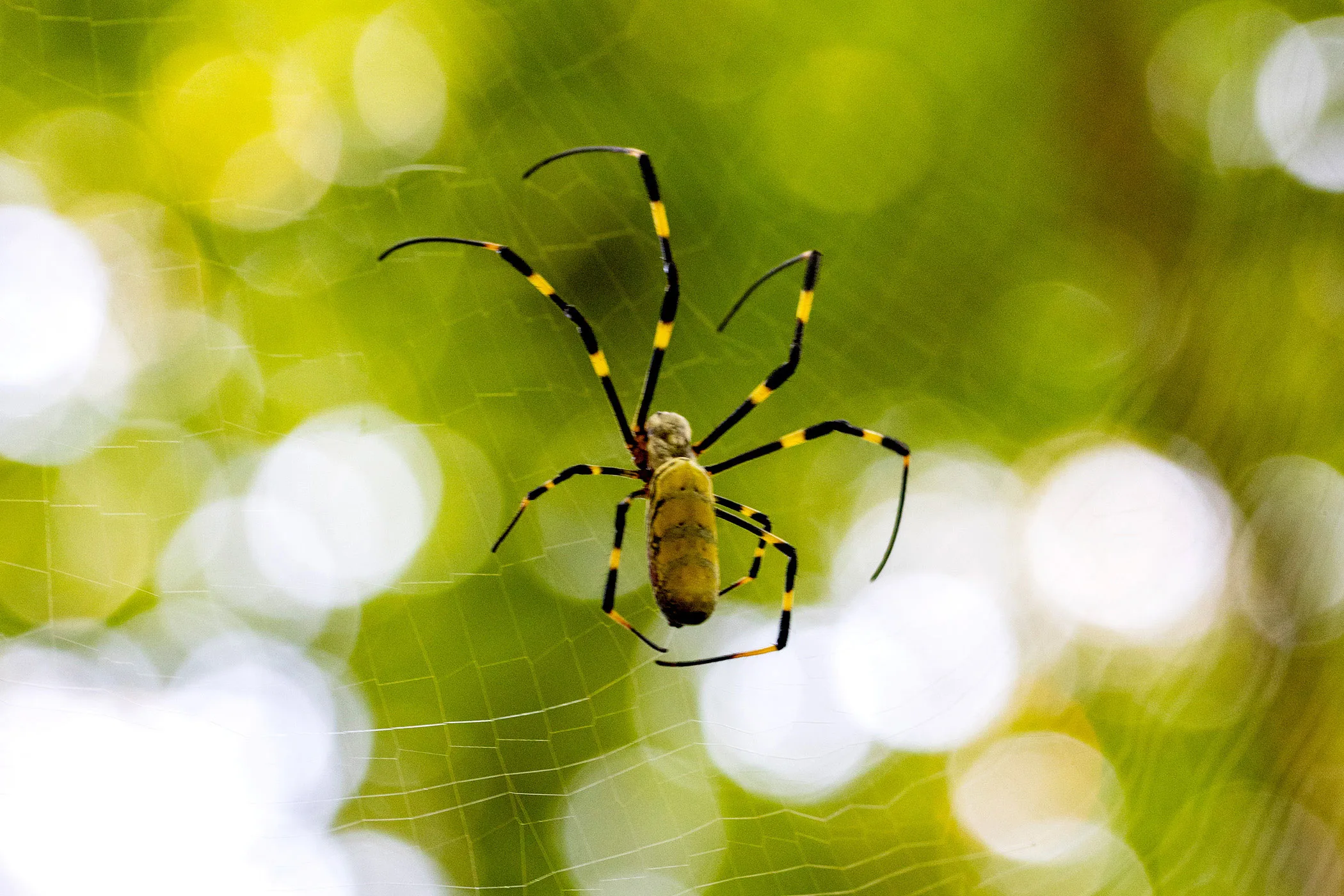 Close-up of a female Joro spider in her web