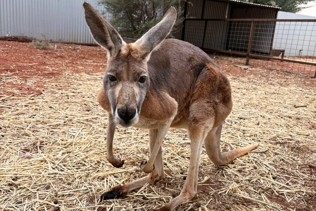 Kangaroo standing in a fenced enclosure with straw-covered ground.
