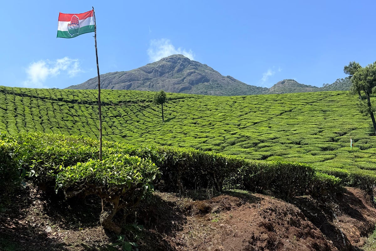 Green tea plantation stretching across rolling hills beneath a mountain peak and clear sky.