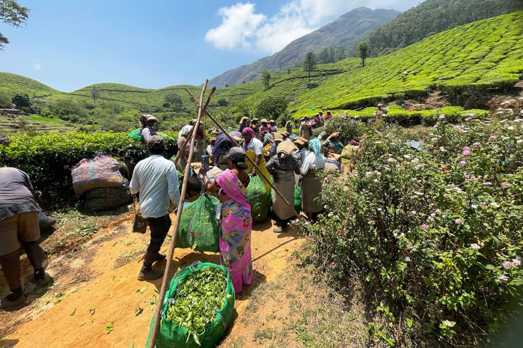 Workers gathering tea leaves in a lush hillside tea plantation with mountains in the background.