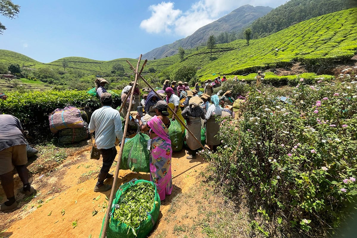 Workers gathering tea leaves in a lush hillside tea plantation with mountains in the background.