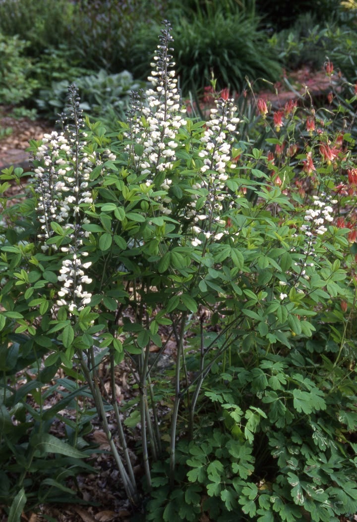 a photo, white flowers rise on stalks that shoot from a leafy bush