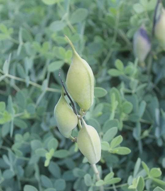 light green pods on a stalk