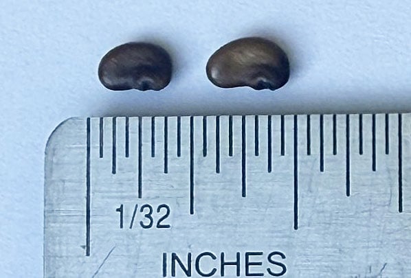 tiny brown flat seeds against a ruler