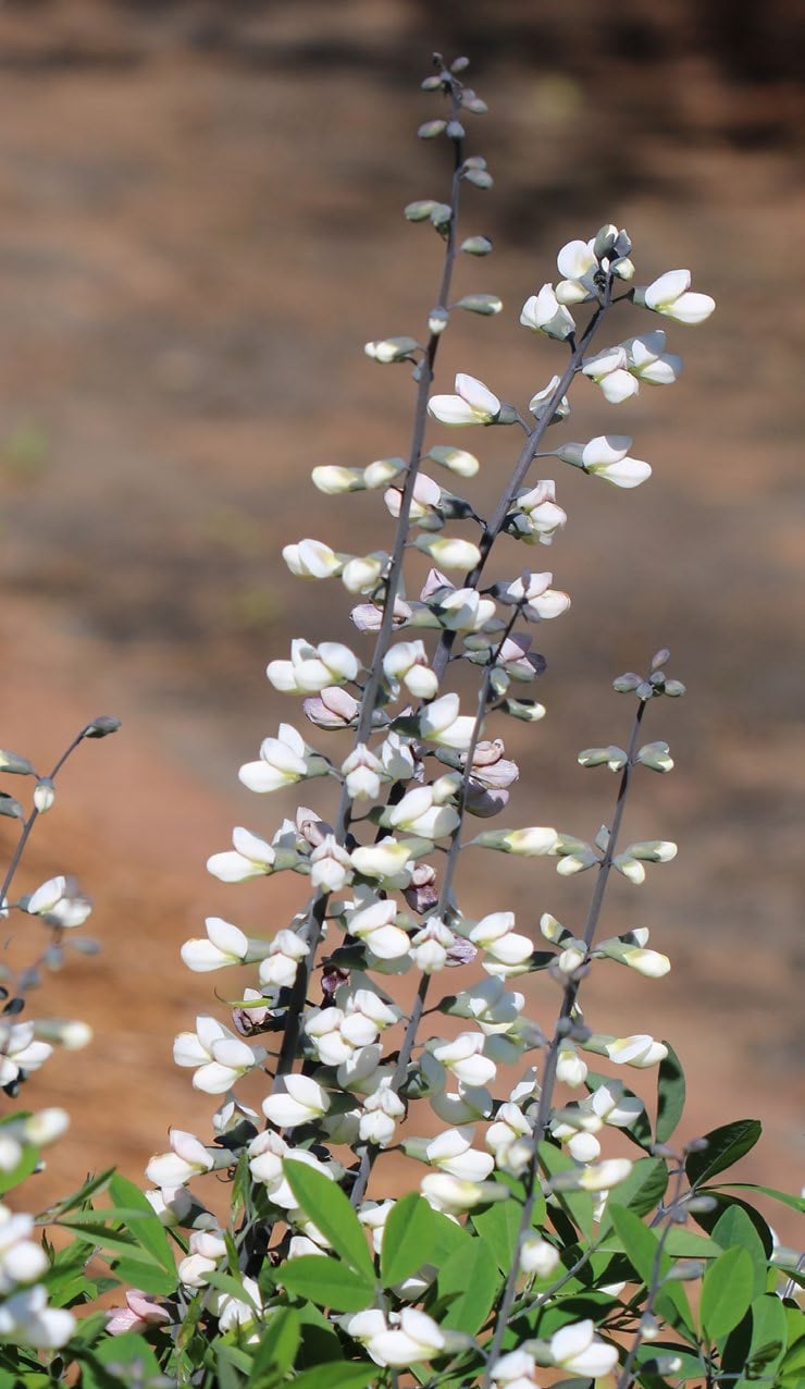 A closeup of the white flowers of a white wild indigo