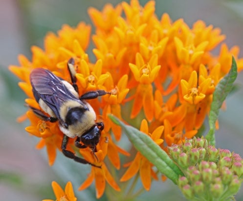 a bumblebee peruses a spray of orange flowers