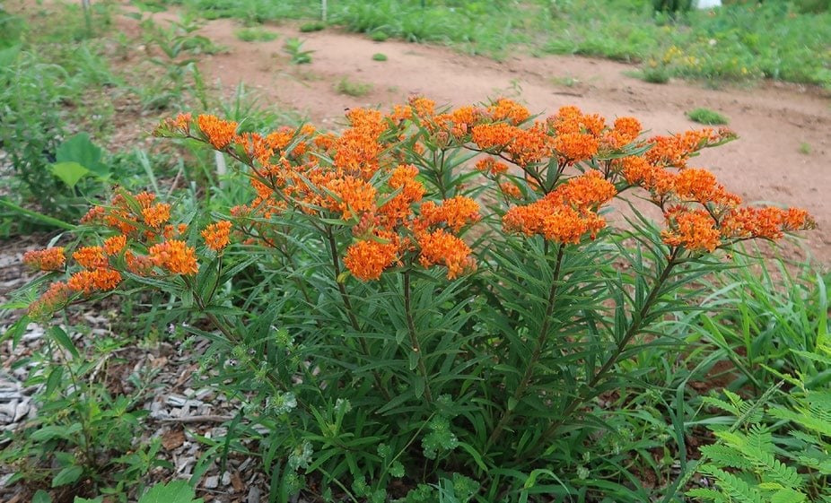 an orange-flowered bush on a bright day