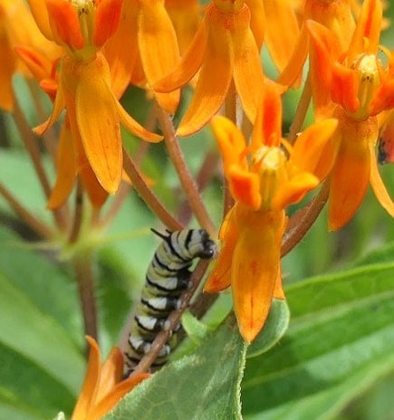 a caterpillar climbs upwards along a stem towards a bloom of orange petals