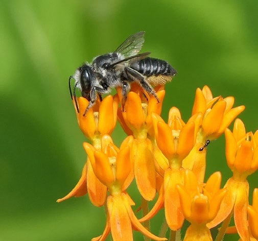 a leafcutter be attends to a cluster of orange flowers