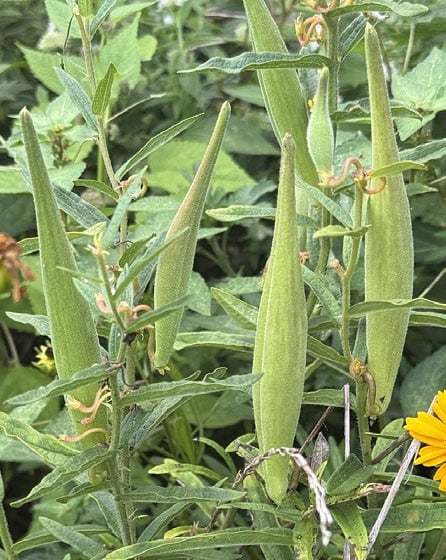 large, long seed pods on a backdrop of leaves