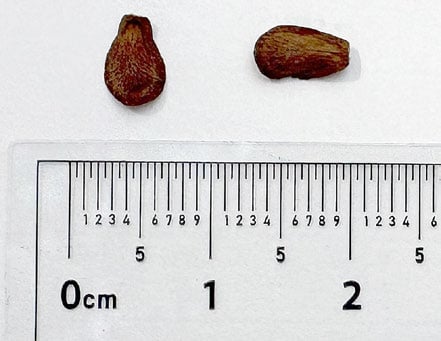 two flat coarse brown seeds juxatposed against a ruler in closeup