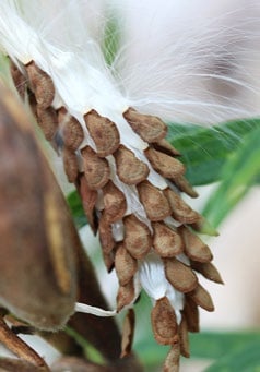 rows of flat brown seeds circle a white stem in this closeup