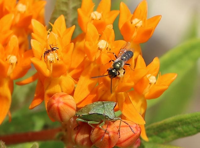 an ant and a stinkbug share a lovely time on a group of orange flowers