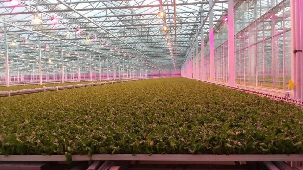 Interior view of a large commercial greenhouse densely planted with rows of leafy greens on elevated growing beds. Overhead supplemental grow lights cast pink and white light across the crop beneath the glass roof and metal framework. Irrigation lines and greenhouse equipment run alongside the growing beds.