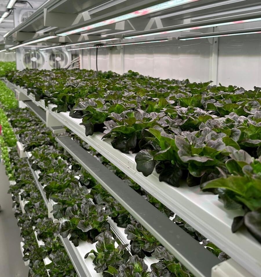 Indoor vertical farming system with dense rows of leafy greens growing on multiple stacked shelves. Linear LED grow lights are mounted directly above each growing level, providing white and red light, and circulation fans are visible at the end of the enclosed growing area.