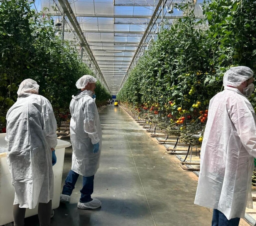 Interior of a commercial greenhouse with long rows of tall tomato plants bearing green and ripening red fruit on both sides of a central aisle. Three people wearing protective gowns, hair coverings, gloves, and shoe covers stand among the plants.