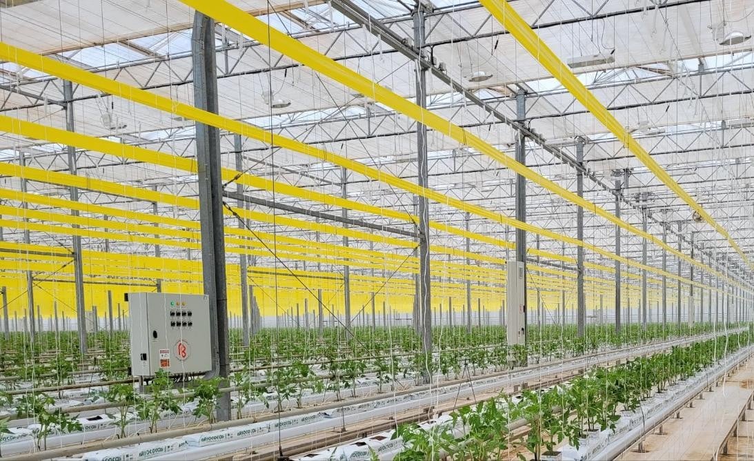 Interior view of a large commercial greenhouse containing long rows of young plants growing in elevated hydroponic channels. Numerous support strings hang vertically above the plants for training them as they grow. Yellow sticky card insect traps extend in parallel strips throughout the greenhouse, beneath a high glass roof supported by metal framing.