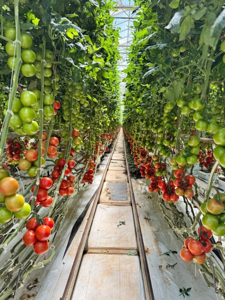 Dense clusters of tomatoes at various stages of ripening, from green to red, hang on both sides of a narrow central aisle. Rails run along the aisle between the rows, and the greenhouse roof and structural framing are visible overhead.
