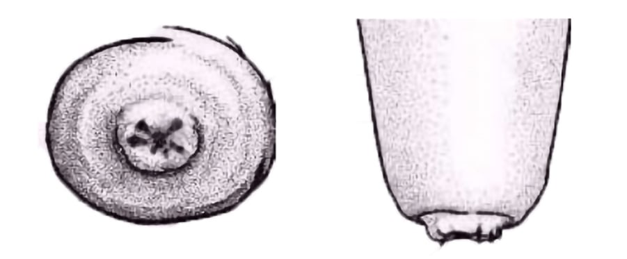 Illustration of the bottom and side of a teat with a rough hyperkeratic ring