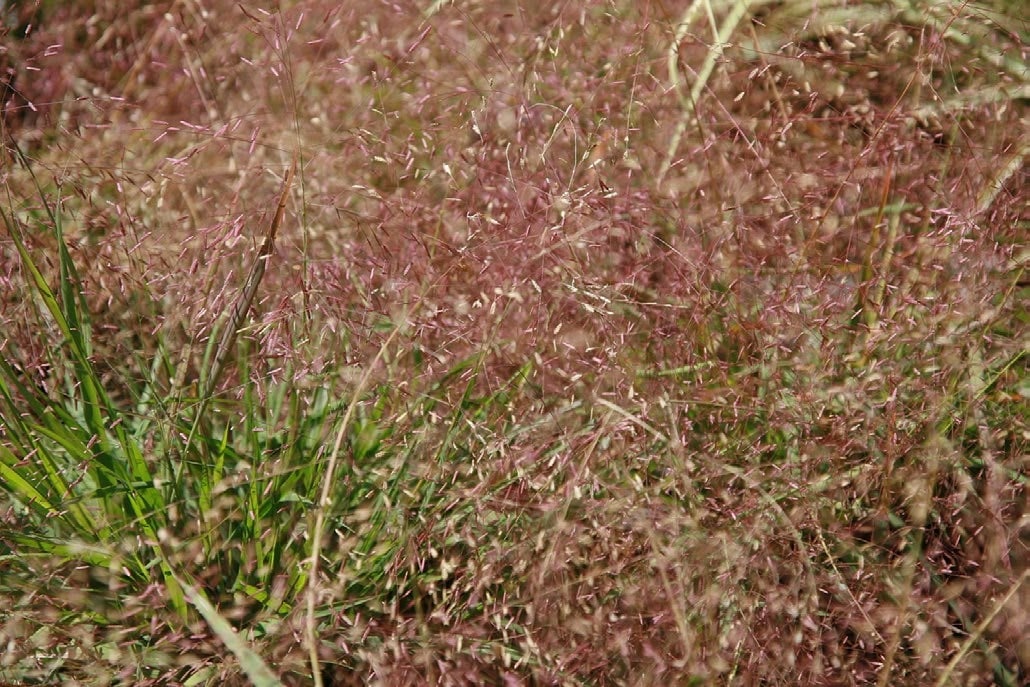 a closer shot of tiny purple flowers on stems