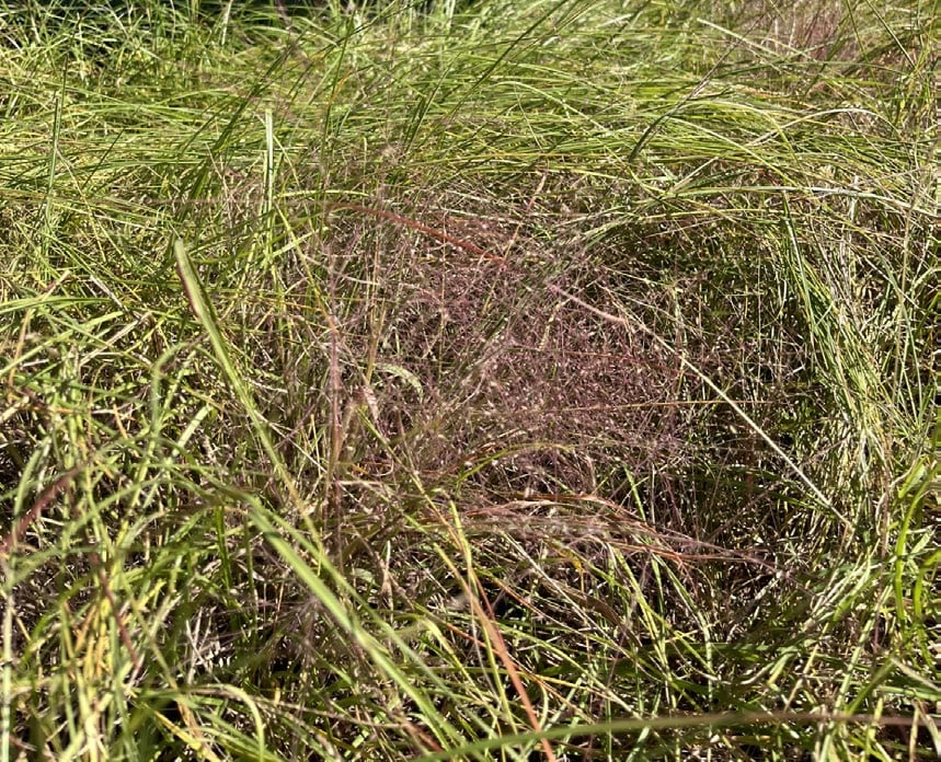 a spray of purple thin stems among dense grassy vegetation