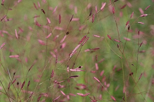 an intimate shot of the tiny purple flowers of a purple love grass plant
