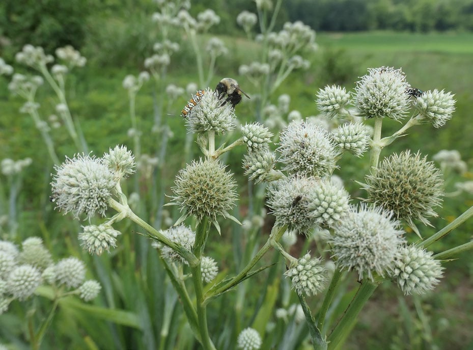 a thick overgrowth topped with white spiky spheres