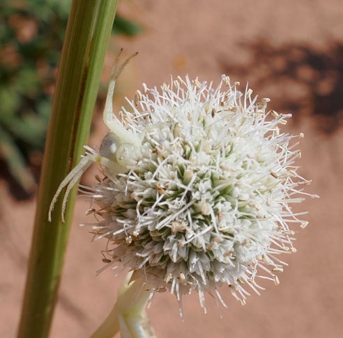 a white spider does its best to blend in to the spiky globe of the rattlesnake flower bloom
