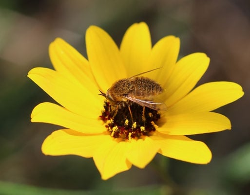 a bee fly combs through the center of a yellow flower
